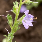 Rohtotädyke (Veronica officinalis), siemeniä 50 kpl - pikkukuva 2