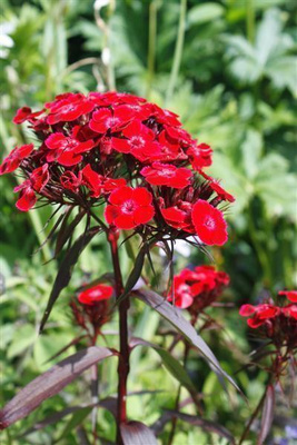 Harjaneilikka (Dianthus barbatus), siemeniä 50 kpl