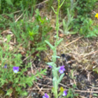 Morsinko (Isatis tinctoria), siemeniä 40 kpl - pikkukuva 3