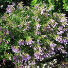 Liilapipo (Penstemon lyallii), siemeniä 50 kpl - pikkukuva 3