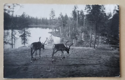 Kaksi poroa järven rannalla, metsämaisemaa, vkpk, p. 1954