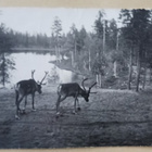 Kaksi poroa järven rannalla, metsämaisemaa, vkpk, p. 1954 - pikkukuva 1