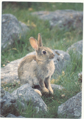 JÄNIS