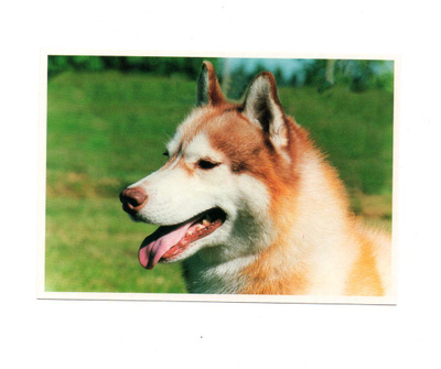 KOIRA... °°SIPERIANHUSKY°° - KORTTI / P.Harala