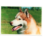 KOIRA... °°SIPERIANHUSKY°° - KORTTI / P.Harala - pikkukuva 1