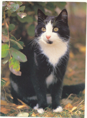 KISSA-kortti