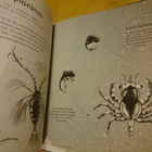 Secrets of the Sea - Eleanor Taylor - Uusi - Suuri - pikkukuva 3
