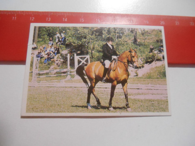 K 15 Jenkki Ravi ja ratsastus # 97