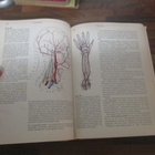 IHMISEN FYSIOLOGIA JA ANATOMIA ! - pikkukuva 4