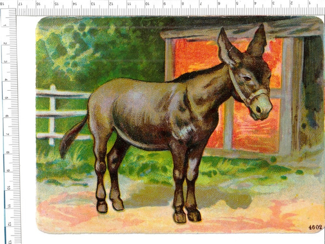 ~ aasi, isokokoinen-nelkku, 16 x 12 cm ~