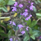 Nurmiajuruoho (Thymus pulegioides), siemeniä 100 kpl - pikkukuva 3