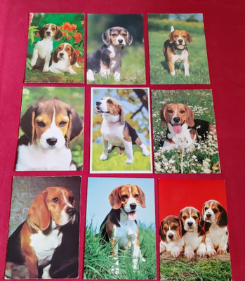 9 BEAGLE POSTIKORTTIA