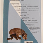 Auli Koponen : Koira saa pentuja - pikkukuva 2