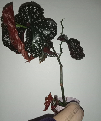 Begonia