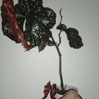 Begonia - pikkukuva 1