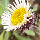 Tunturikallioinen (Erigeron uniflorus), siemeniä 50 kpl - pikkukuva 1