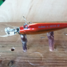 Daiwa SC. Shiner  5cm - pikkukuva 4