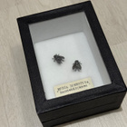 Arthropoda - Musca domestica-korvakorut - pikkukuva 3