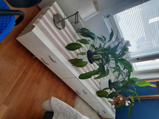 Puusepän tekemä, tukeva lipasto