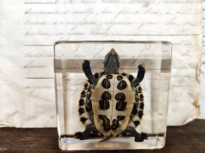 Natura Obscura – Entomologinen näyte no. 512