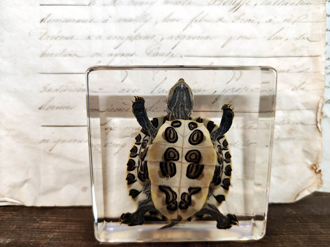Natura Obscura – Entomologinen näyte no. 512