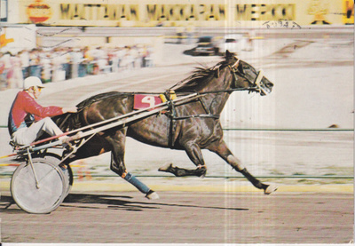 Hevonen, Meadow Trish / Pekka Korpi ,  e126