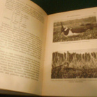Leo Lehtonen: Lintuparatiisi (1.p.1945) Sis.postikulut - pikkukuva 5