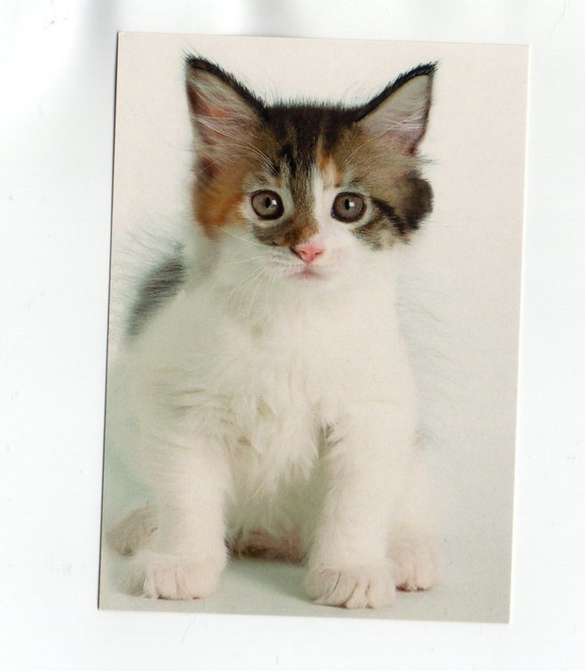 °°KISSA°° -KORTTI / Paletti