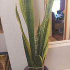 Anopinkieli helppohoitoinen 60 cm suojaruukussa - pikkukuva 5