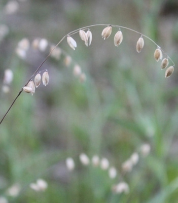 Nuokkuhelmikkä (Melica nutans), siemeniä 50 kpl