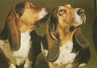 BASSET POSTIKORTTI