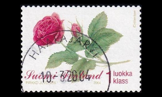 1690 o Ruusu Haapajärvi 10.3.04 (2004)