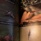 NATIONAL AUDUBON SOCIETY FIELD GUIDE THE NORTH AMERICANS - pikkukuva 2