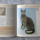 Cornish Rex Cat - Eve Denise Jones  - englanninkielinen - pikkukuva 3