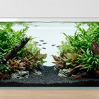 Uniikki akvaariojuurakko 40 cm | 042638 - pikkukuva 5