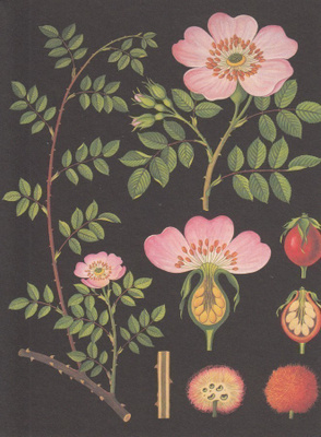 Koiranruusu (isohko taittokortti)