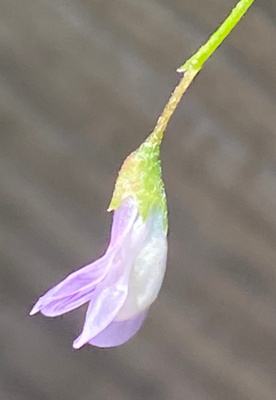 Peltovirvilä (Ervilia hirsuta), siemeniä 50 kpl