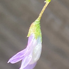 Peltovirvilä (Ervilia hirsuta), siemeniä 50 kpl - pikkukuva 1
