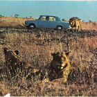 FIAT 124 - valokuvakortit - pikkukuva 4