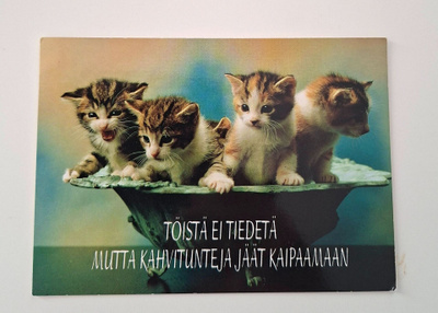 "Kissanpentuja"-KULKEMATON POSTIKORTTI