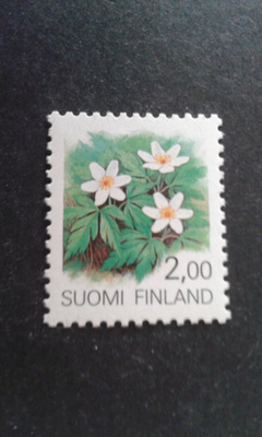1990 valkovuokko**