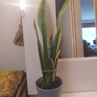 Anopinkieli helppohoitoinen 60 cm suojaruukussa - pikkukuva 2