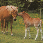HEVONEN POSTIKORTTI - HAFLINGER - pikkukuva 1