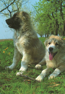 KAUKASIANKOIRA POSTIKORTTIA