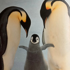 FRANS LANTING: PENGUIN - TASCHEN - pikkukuva 2