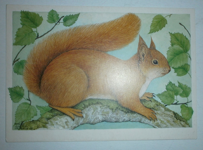 Pirkko Juvonen-Valtonen: Orava, Invalidiliitto, ei p.