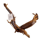 Uniikki akvaariojuurakko 43 cm | nr114 - pikkukuva 5