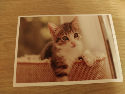 Kissa kortti,kulkematon.