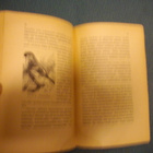 V. Aimala: Tavallisimmat häkkilintumme (1.p.1920) Sis.pk:t - pikkukuva 3