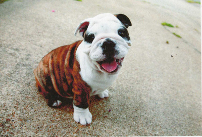 BULLDOG  POSTIKORTTI